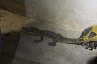 Capturan caimán en vivienda