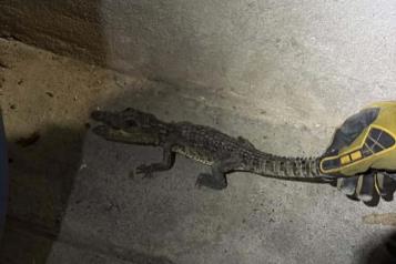 Capturan caimán en vivienda