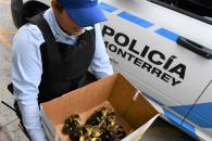 Rescatan a patitos en pleno Centro