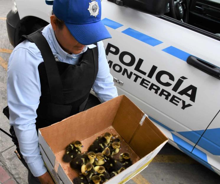 Rescatan a patitos en pleno Centro Rescatan a patitos en pleno Centro