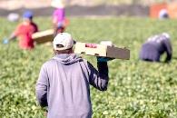 Ordenan frenar las redadas masivas en granjas y hoteles