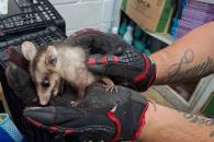 Invade tlacuache aula en escuela