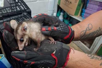 Invade tlacuache aula en escuela