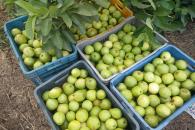 ¿Qué tan saludable es comer guayabas? ¿Qué tan saludable es comer guayabas?