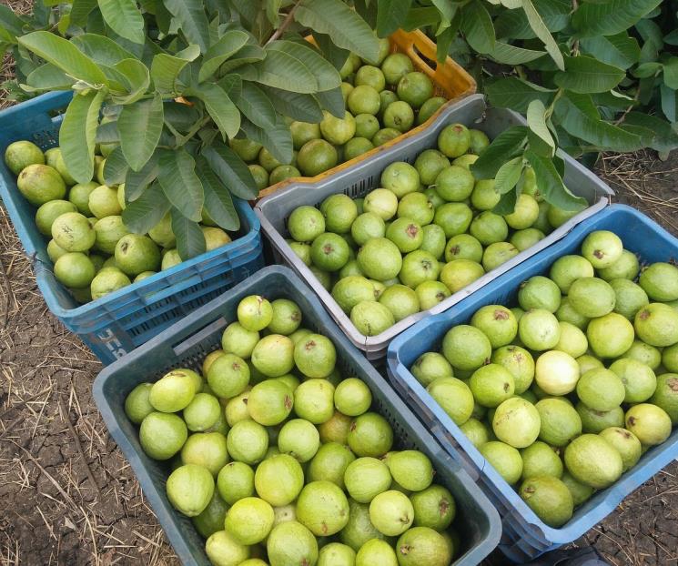 ¿Qué tan saludable es comer guayabas? ¿Qué tan saludable es comer guayabas?