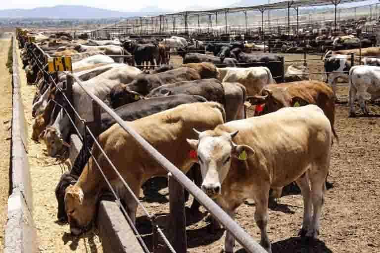 Aseguran 231 bovinos en dos ranchos de Chiapas