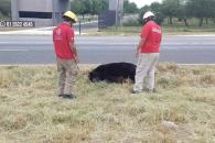 Muere oso arrollado en Montemorelos