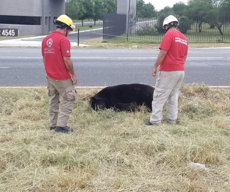 Muere oso arrollado en Montemorelos Muere oso arrollado en Montemorelos
