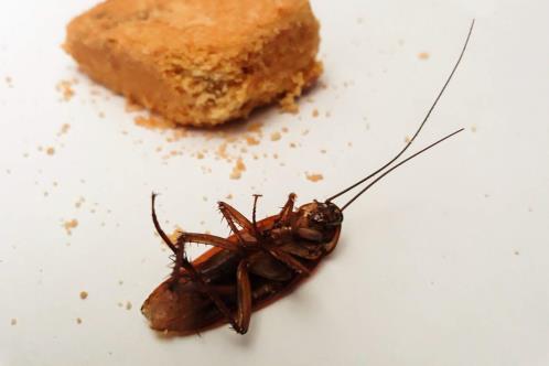 Así puedes eliminar las cucarachas con ingredientes de cocina