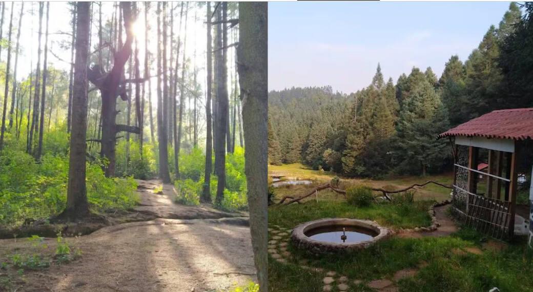 Peña de Lobos: qué hacer en el bosque embrujado cerca de CDMX Peña de Lobos: qué hacer en el bosque embrujado cerca de CDMX