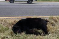 Niega Parques y Vida Silvestre haber liberado a oso atropellado Niega Parques y Vida Silvestre haber liberado a oso atropellado