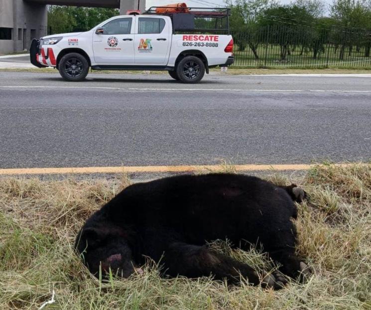 Niega Parques y Vida Silvestre haber liberado a oso atropellado