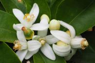 Qué es la flor de azahar y para qué sirve