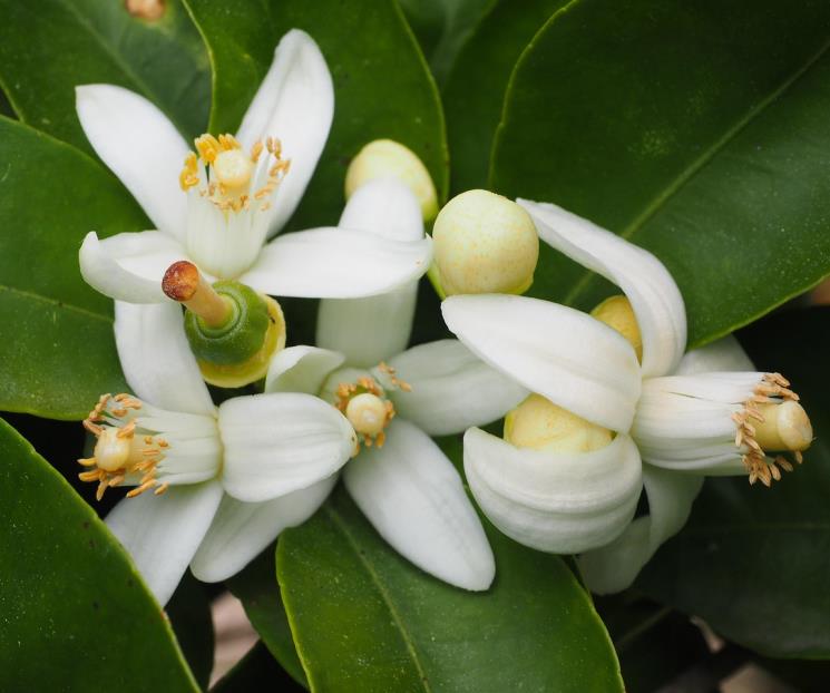 Qué es la flor de azahar y para qué sirve Qué es la flor de azahar y para qué sirve