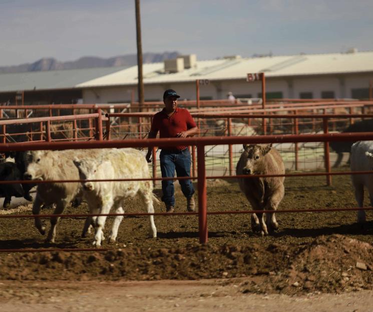 Baja 63.5% exportación de ganado a EU por gusano barrenador Baja 63.5% exportación de ganado a EU por gusano barrenador