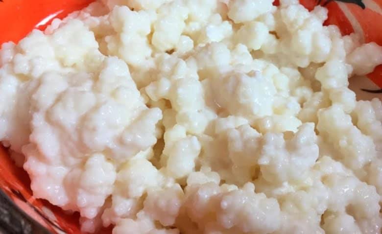 ¿Qué tan saludables son los búlgaros de leche? ¿Qué tan saludables son los búlgaros de leche?