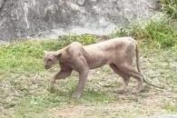 Alarma puma en zona habitacional