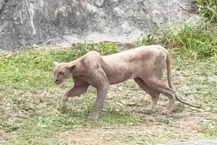 Alarma puma en zona habitacional Alarma puma en zona habitacional