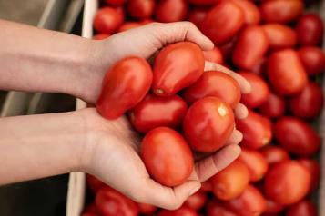 Y... también investigan al jitomate