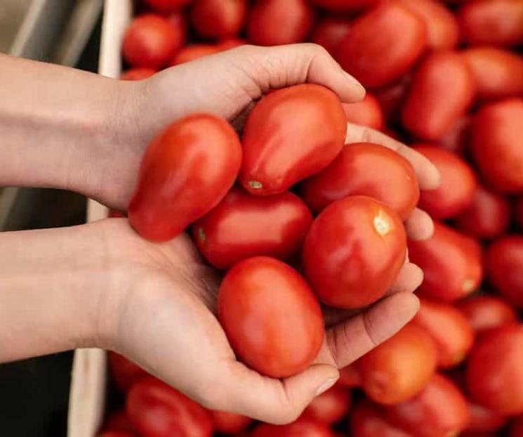 Y... tambi&eacute;n investigan al jitomate