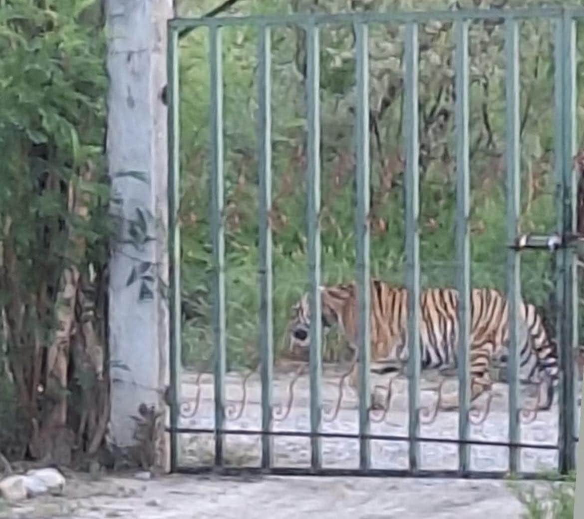 Después de un operativo que duró más de cinco horas, fue capturado el tigre que fue visualizado en brechas de la Colonia Campestre Ejido La Copana ubicado en Salinas Victoria.