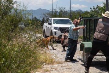 Capturan un tigre en Salinas