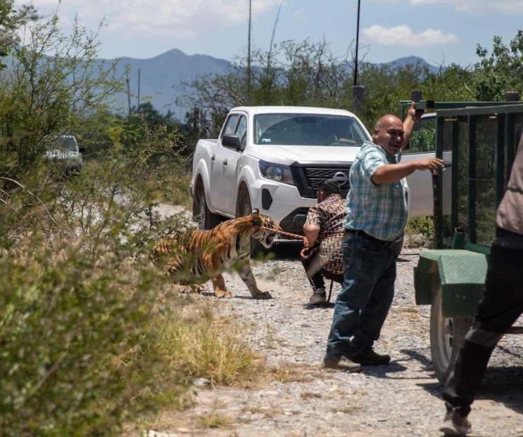 Capturan un tigre en Salinas Capturan un tigre en Salinas