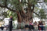 Declaran árbol patrimonial a Ahuehuete de Santa Catarina Declaran árbol patrimonial a Ahuehuete de Santa Catarina