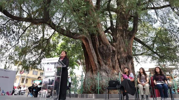 Declaran árbol patrimonial a Ahuehuete de Santa Catarina Declaran árbol patrimonial a Ahuehuete de Santa Catarina