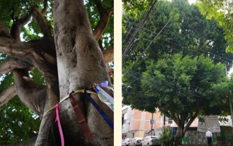 Laureano será declarado árbol patrimonial de la CDMX Laureano será declarado árbol patrimonial de la CDMX