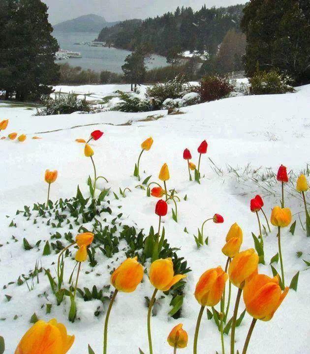 El fracaso del invierno El fracaso del invierno
