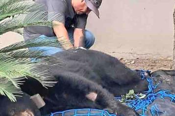 Capturan oso en calles de Allende
