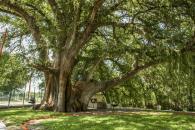 Refrendan compromiso para reforestar Monterrey