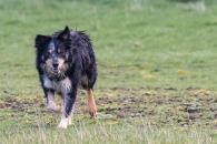 En lluvia: ¿cómo evitar el mal olor en un perro tras los paseos?
