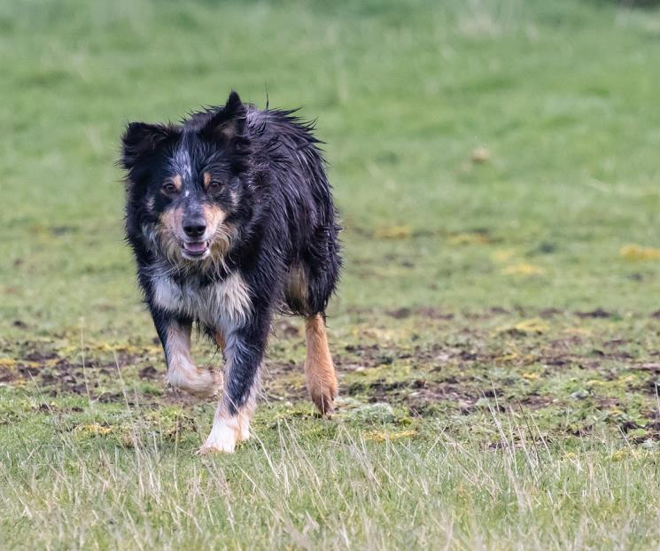 En lluvia: ¿cómo evitar el mal olor en un perro tras los paseos? En lluvia: ¿cómo evitar el mal olor en un perro tras los paseos?
