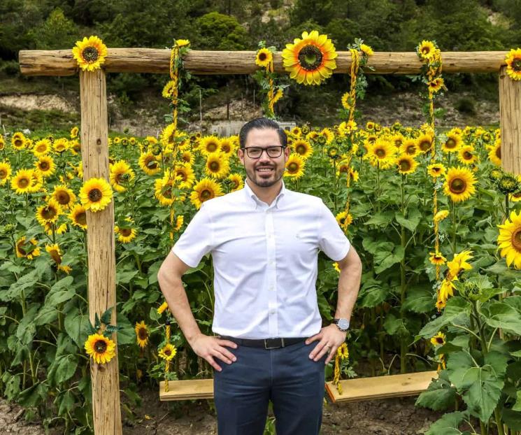 Abre la temporada de girasoles Abre la temporada de girasoles