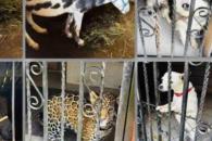 Aseguran fauna exótica en operativo contra huachicol Aseguran fauna exótica en operativo contra huachicol