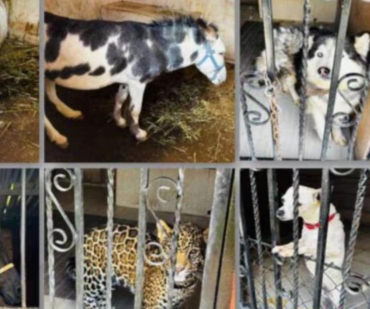 Aseguran fauna exótica en operativo contra huachicol Aseguran fauna exótica en operativo contra huachicol