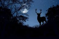 Luna de Ciervo; ¿cuándo y cómo disfrutar este evento astronómico? Luna de Ciervo; ¿cuándo y cómo disfrutar este evento astronómico?