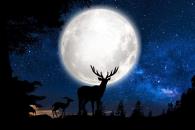 Luna de Ciervo