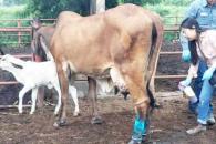 Reabre Estados Unidos la frontera al ganado mexicano Reabre Estados Unidos la frontera al ganado mexicano