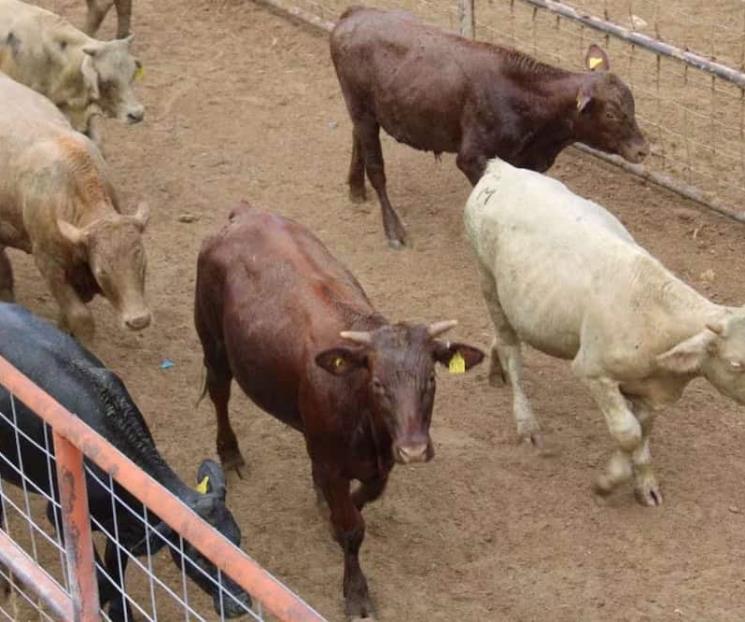 Celebran ganaderos reapertura gradual de la frontera de EU