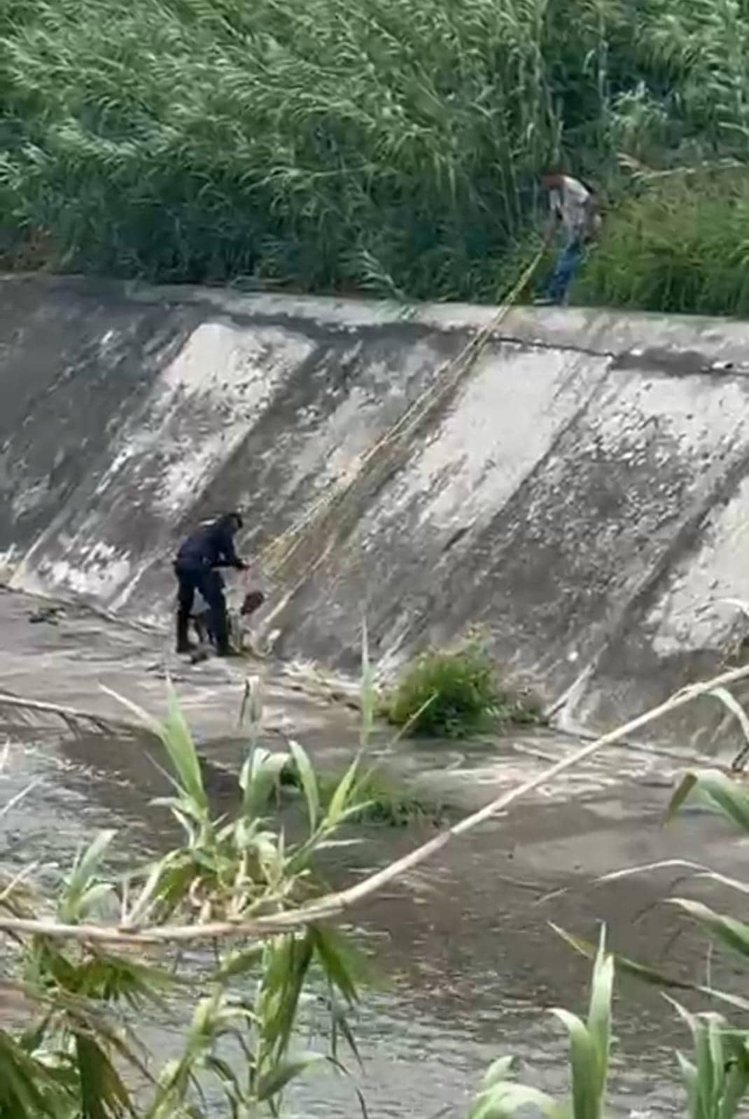 Policías de Guadalupe rescataron a un perro que estaba en medio de la corriente del Arroyo La Talaverna, a la altura de la Colonia Provivienda.