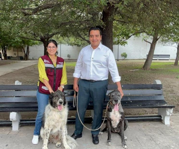 Realizará SC una feria del bienestar animal Realizará SC una feria del bienestar animal