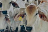 Detiene México cargamento de gusano barrenador