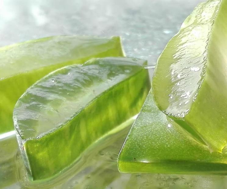 Para qué sirve ponerte en la piel cubos de aloe vera Para qué sirve ponerte en la piel cubos de aloe vera