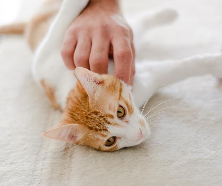 Los alimentos de humano que son buenos para los gatos Los alimentos de humano que son buenos para los gatos