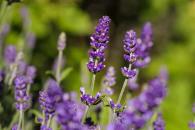 &iquest;Qu&eacute; flores son las mejores para sembrar este verano?