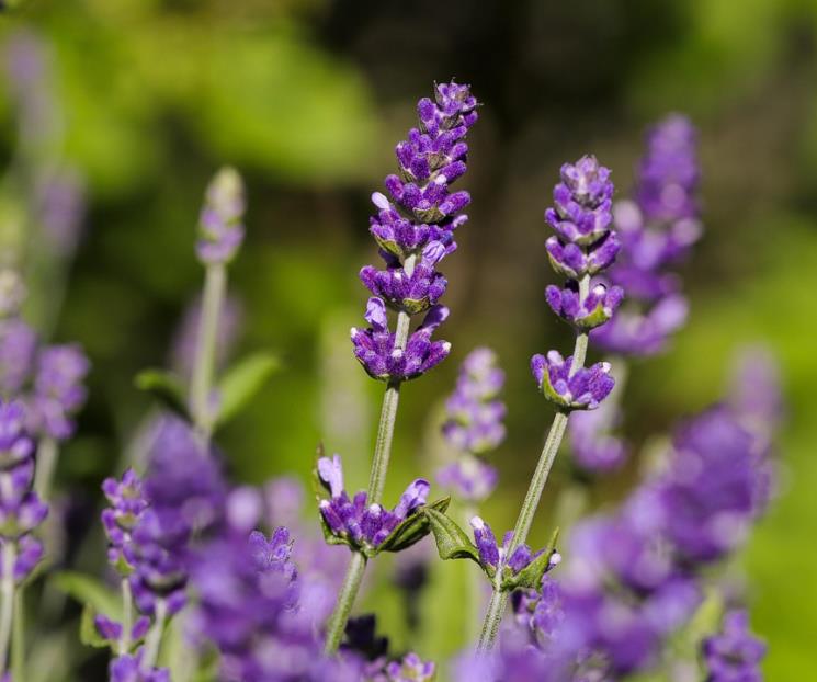 ¿Qué flores son las mejores para sembrar este verano? ¿Qué flores son las mejores para sembrar este verano?