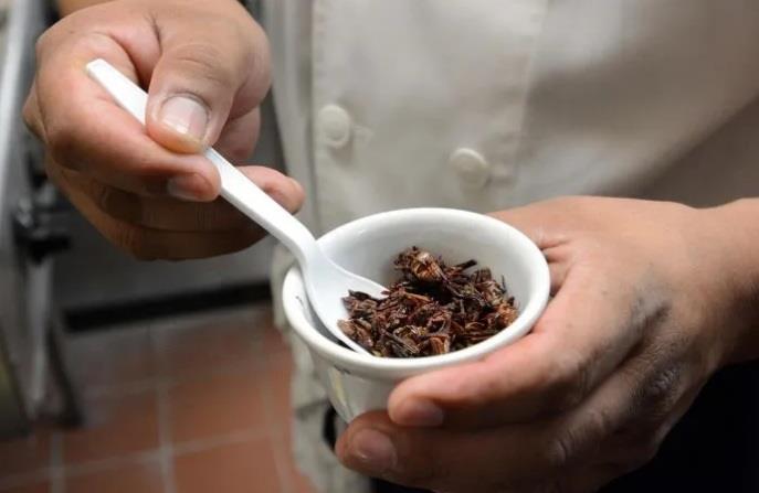 ¿Cuáles son los beneficios de comer chapulines? ¿Cuáles son los beneficios de comer chapulines?